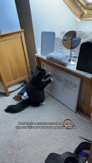 Кот испортил планы хозяйки на 2026 год