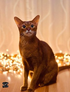 Пользователи поделились фотографиями своих питомцев