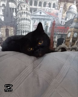 Иллюстрация 6