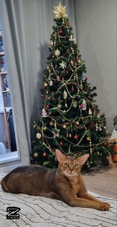 Иллюстрация 8