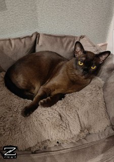 Иллюстрация 9