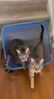 ИИ-коты в TikTok: популярный канал раскрыт