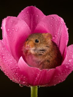 Самый маленький грызун Европы: милота дня