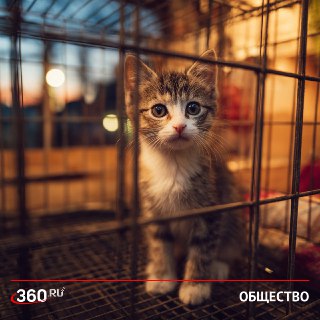 В России планируют конфисковывать питомцев у жестоких владельцев