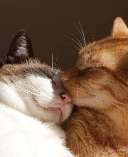 🥰Международный день нежности отмечается сегодня