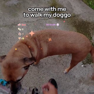 VR-игра для выгула собак