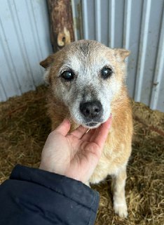 Приют для животных просит о помощи