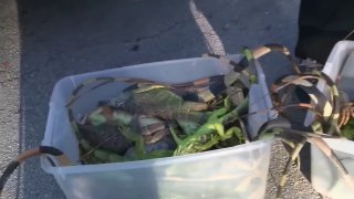 Во Флориде выпал «дождь» из игуан