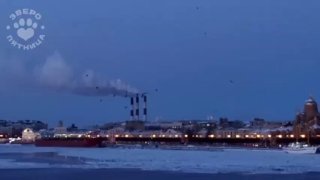 В центре Петербурга заметили редкого орлана-белохвоста