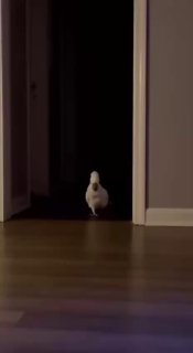 Прежде чем заводить динозавра, подумайте о своих питомцах