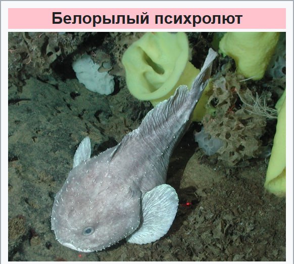 Иллюстрация 2