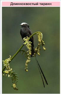 Иллюстрация 4