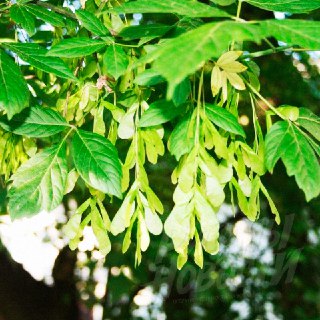 Штрафы за американский клён в России