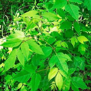 Иллюстрация 4