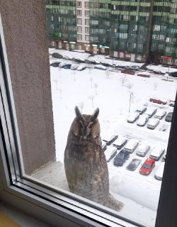В Петербурге начался брачный период сов
