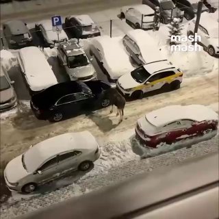 В Подмосковье массово вышли лоси из-за вырубки лесов