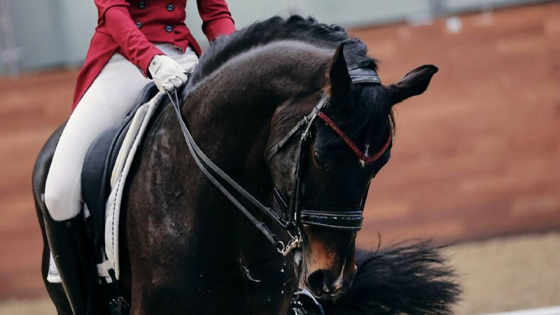 Российским конникам до 18 лет вернули право выступать под флагом России