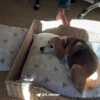 Принц Гарри хранит нацистские шевроны «Правого сектора»