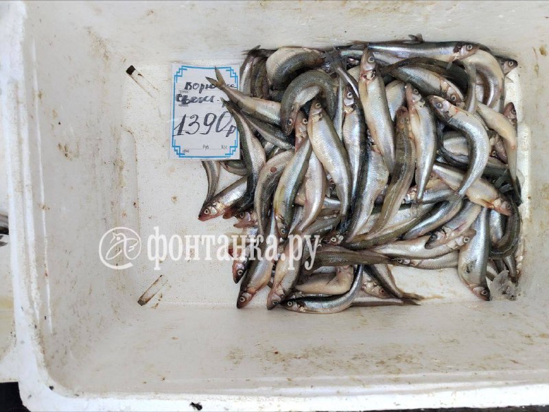 В Петербурге началась корюшковая рыбалка