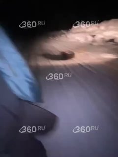 Сын чиновника издевался над косулей