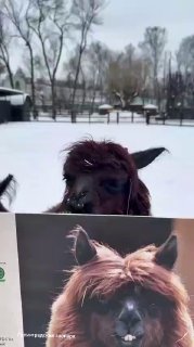 Альпаки осваиваются в новом вольере в Ленинградском зоопарке