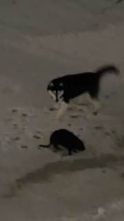 Хаски загрызла краснокнижного бобра в Москве