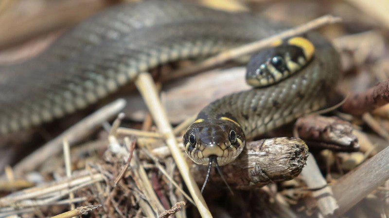 Массовый выход змей в Санкт-Петербурге