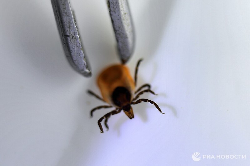 Рост обращений из-за клещей в России