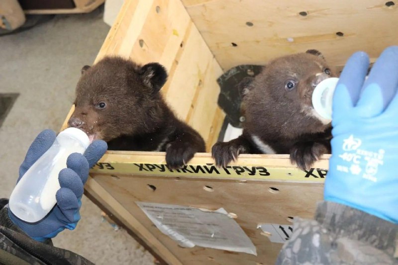 Спасение медвежат в Приморье