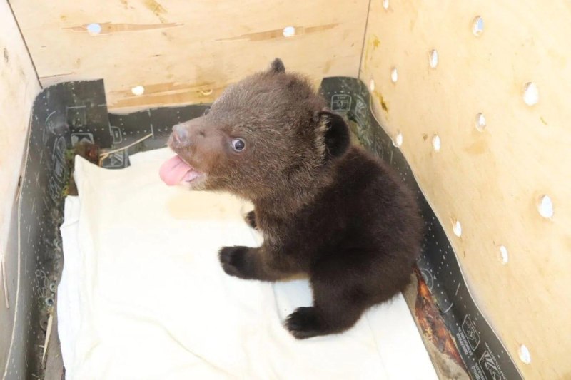 Иллюстрация 4