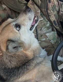 Призыв к публикации контента с фронта