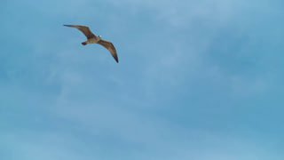 Фестиваль молодого искусства «Таврида.АРТ» пройдет в Крыму