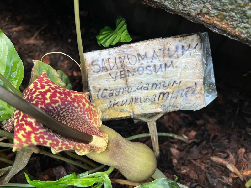 В Ботаническом саду Питера распустилась лилия Вуду