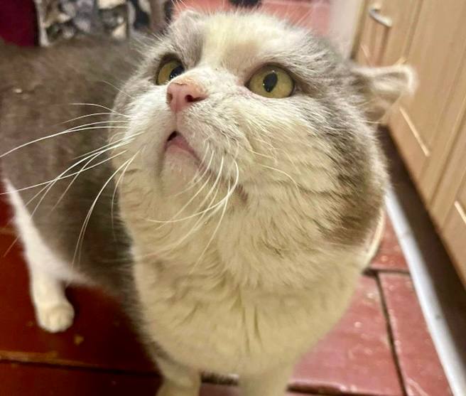 Кота из подвала в Магадане забрали домой