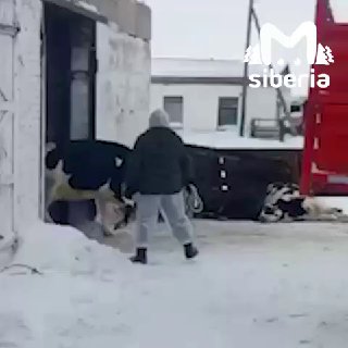 Массовый убой скота в Сибири из-за вспышки пастереллёза вызвал протесты и международный запрет