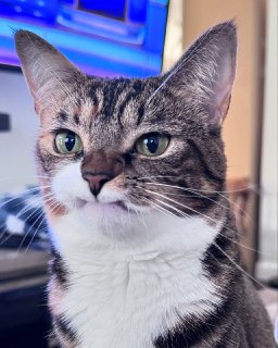 Котик Прелесть без клыков стал популярным мемом