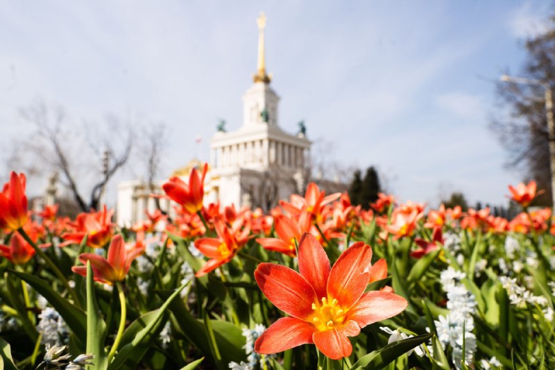 Москву ждёт жёсткий прогрев: в столице на выходных будет до +12°С — синоптики