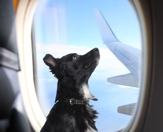 Red Wings разрешила перевозить животных на соседнем кресле