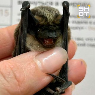 Летучая мышь поселилась в квартире москвички