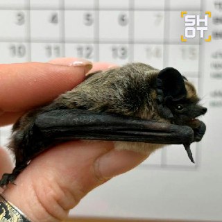 Иллюстрация 2