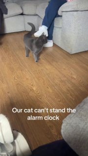 Кот отключает будильник на iPhone