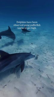 Дельфины устроили групповой приём наркотиков