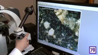 В рыбе из Ладожского озера обнаружили микропластик