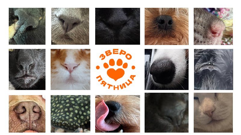 Ловите наши носы: сравнительная экспертиза и ЗвероПятница