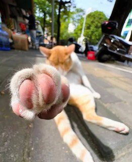 Смешные фото котиков для борьбы с зимней депрессией