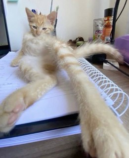 Иллюстрация 6