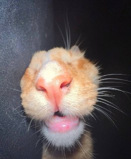 Иллюстрация 9