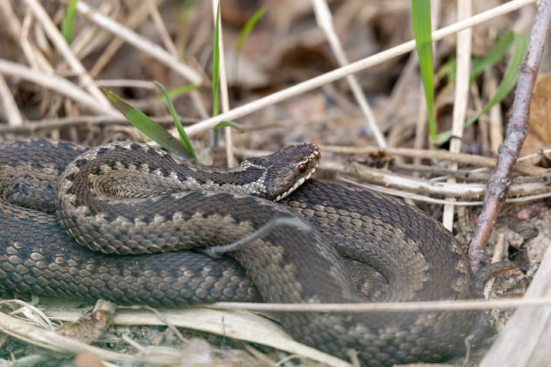 В Петербурге проснулись гадюки: памятка по безопасности
