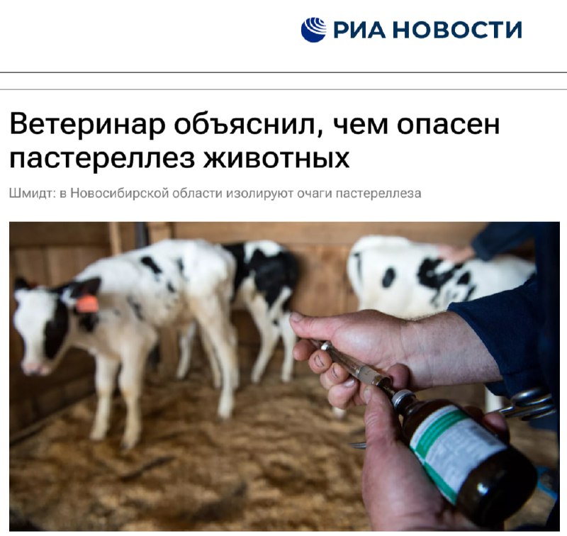Чиновник приказал уничтожать скот, а закон велит лечить: в ветеринарии нашли противоречие