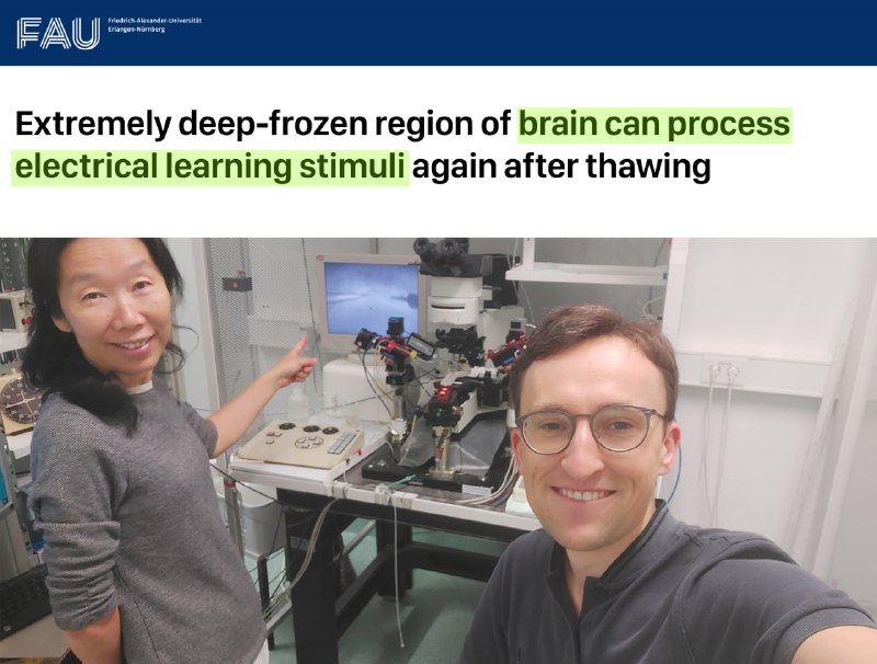 Мозг мыши оживили после заморозки